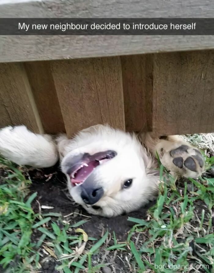 Happy dog peeking through a wooden fence on grass, showing playful and loving pet behavior with a smile.