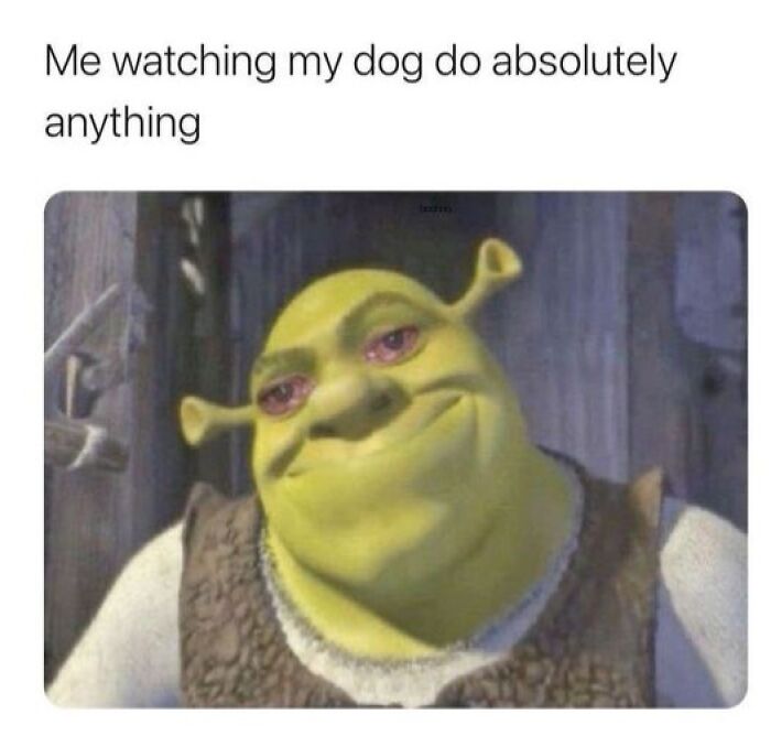 Alt text: Shrek smiling with a knowing look, representing a pet owner's love while watching their dog do anything funny or cute.