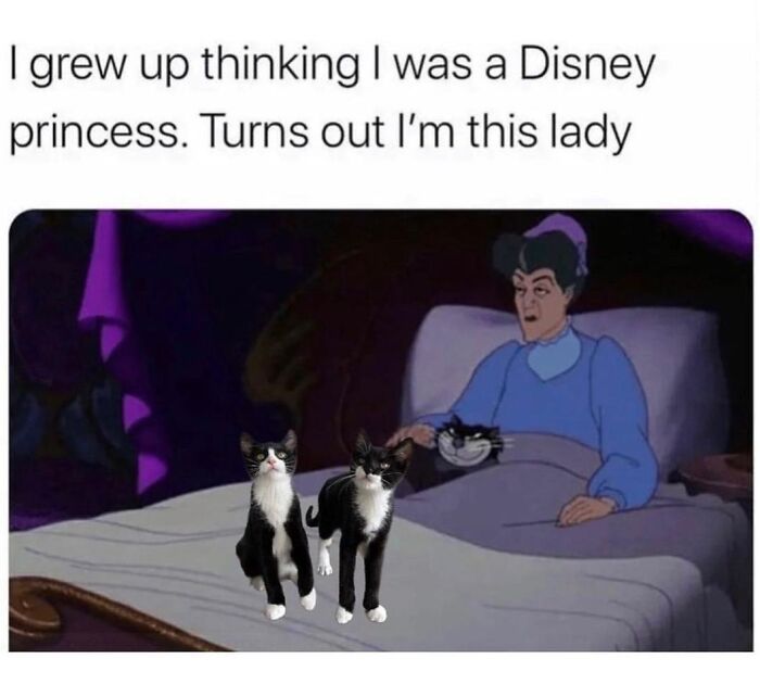 Woman in bed with two black and white cats, humorous meme about pets as beloved furry companions.