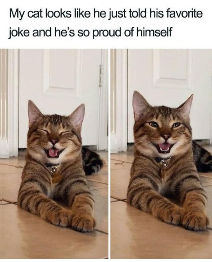 Tabby cat lying on the floor with a proud expression, looking like it just told its favorite joke, showing pet love.
