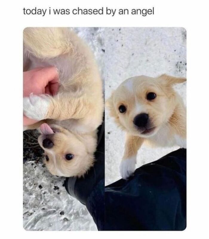 Adorable golden retriever puppy playing in the snow, showcasing the love and joy of our furry companions.