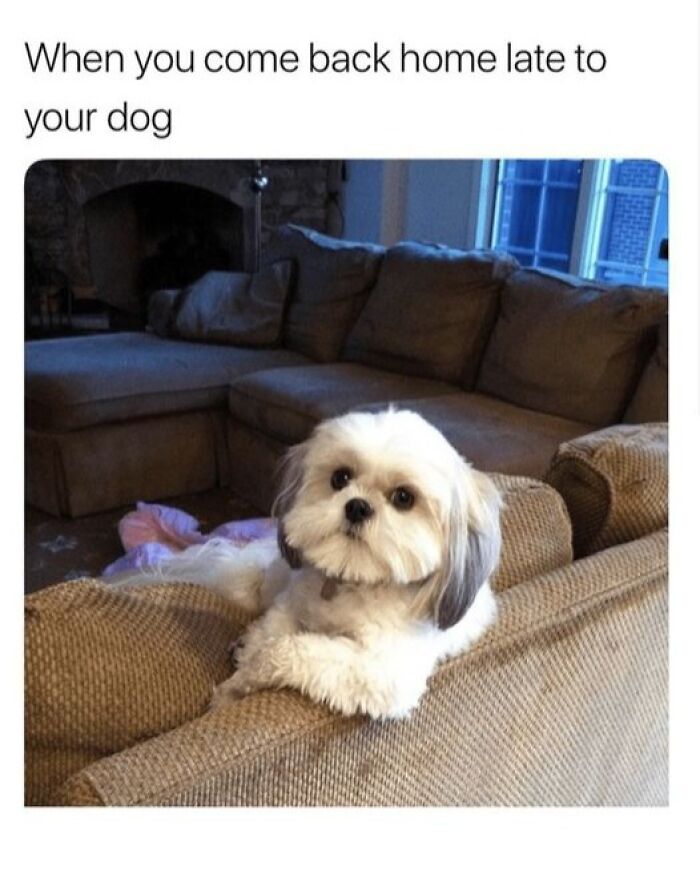 Adorable small dog resting on couch back, capturing pets love and their funny, loving expressions at home.