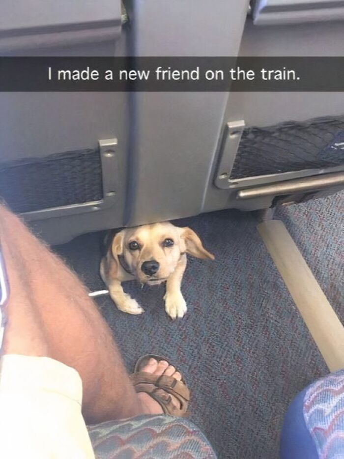 Small dog peeking under train seat, capturing the charm of pets and their lovable moments with furry companions.