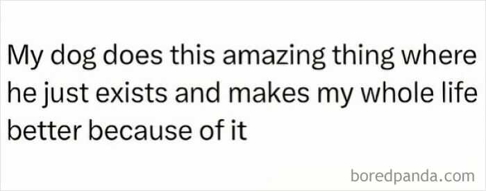 Text meme about pets are love, describing how a dog’s simple presence makes life better and more meaningful.