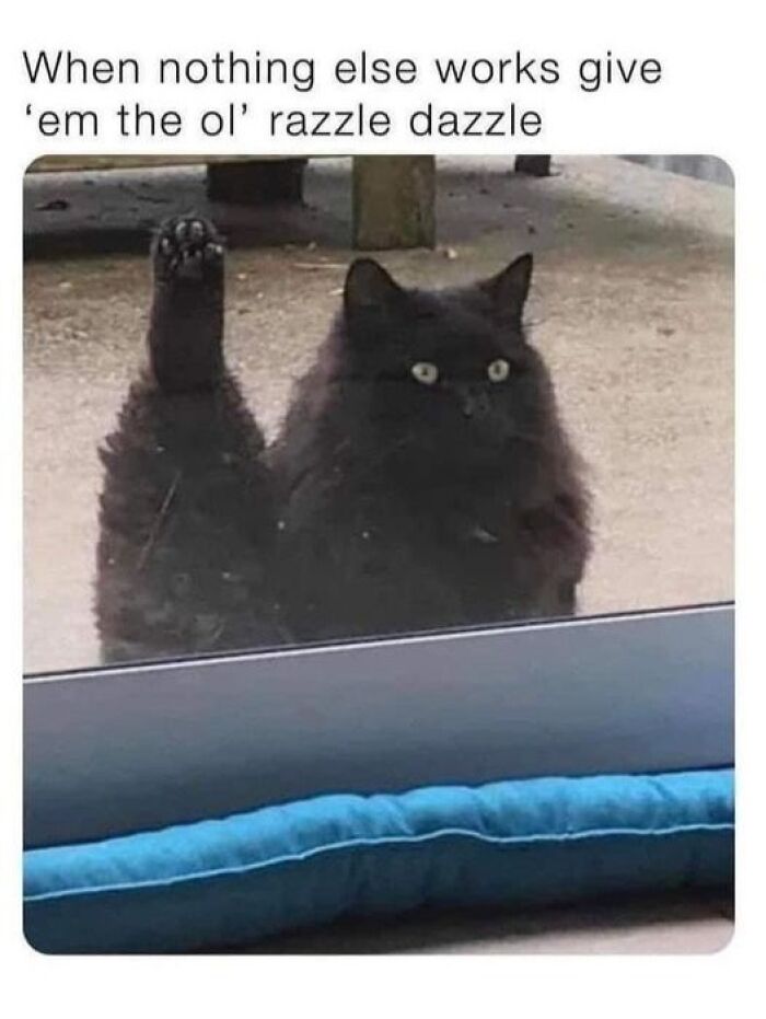 Black cat outside a window raising a paw with a funny caption about using the ol' razzle dazzle for pets are love memes.