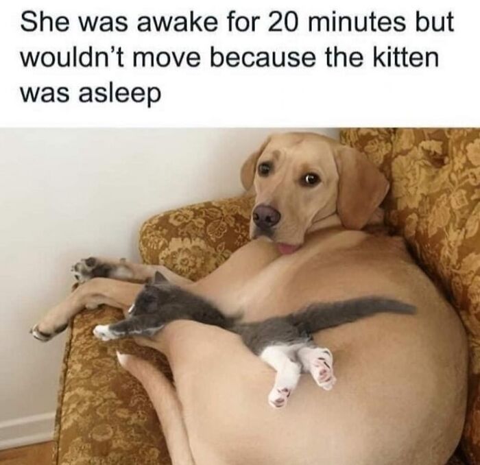 Dog and kitten cuddling on a couch showing pets love and the special bond between furry companions.