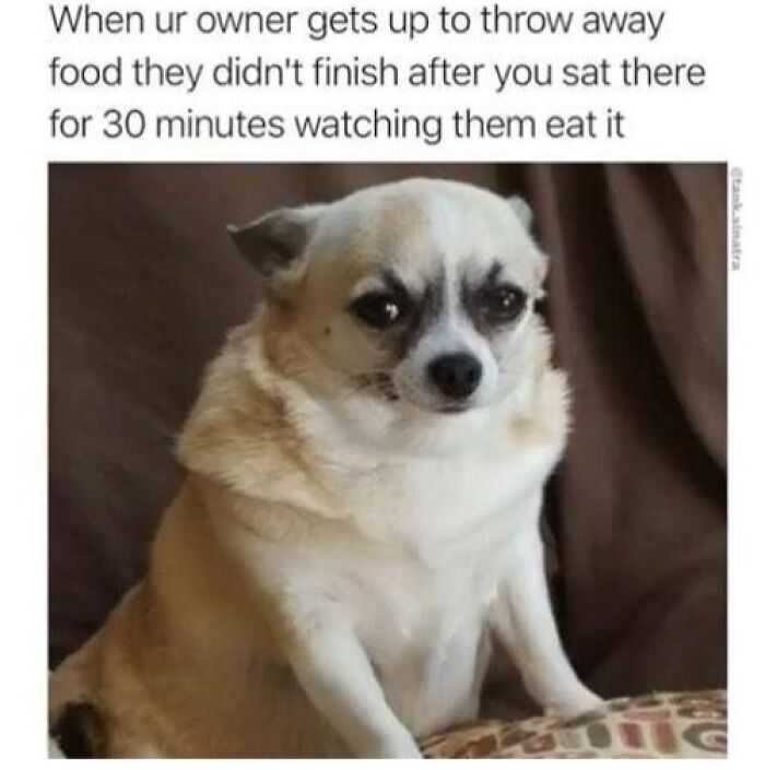 Chubby dog with a sad expression watching owner throw away unfinished food in a funny pet meme about furry companions.