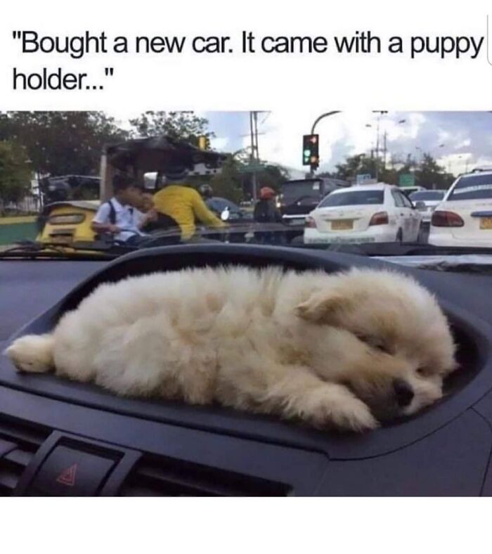 Fluffy puppy sleeping on car dashboard as a funny pet meme showing love for furry companions on the road.