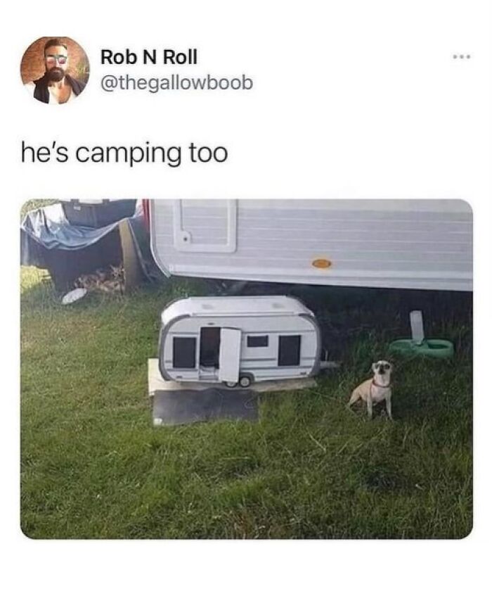 Small dog beside a tiny camper at a camping site, showcasing pets are love in outdoor adventures and furry companions.