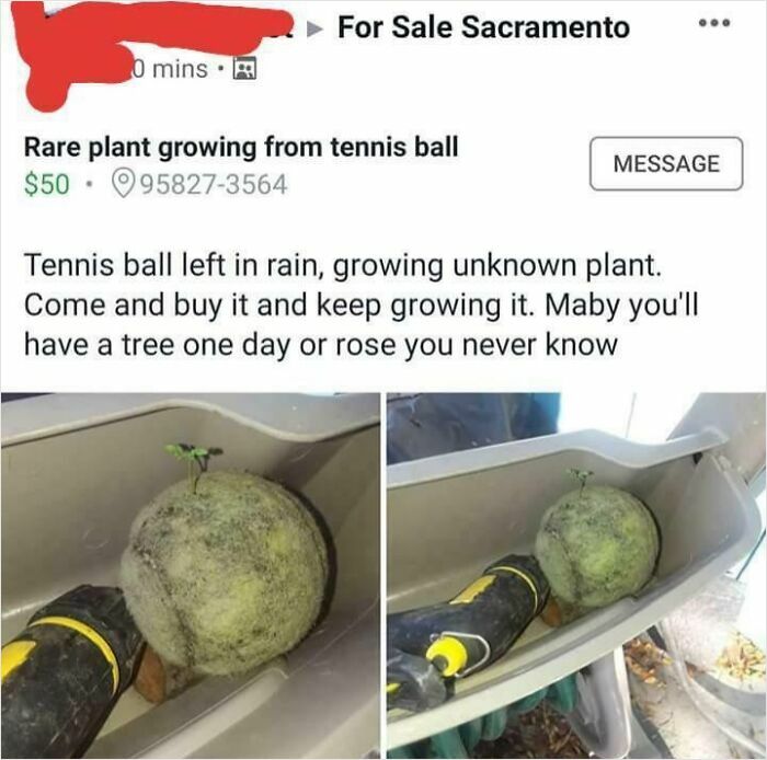Online listing showing a tennis ball growing an unknown rare plant, illustrating unhinged things people thought they could sell.