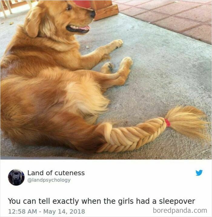 Golden retriever with a braided tail lying on the floor, showcasing adorable and funny moments of furry companions.