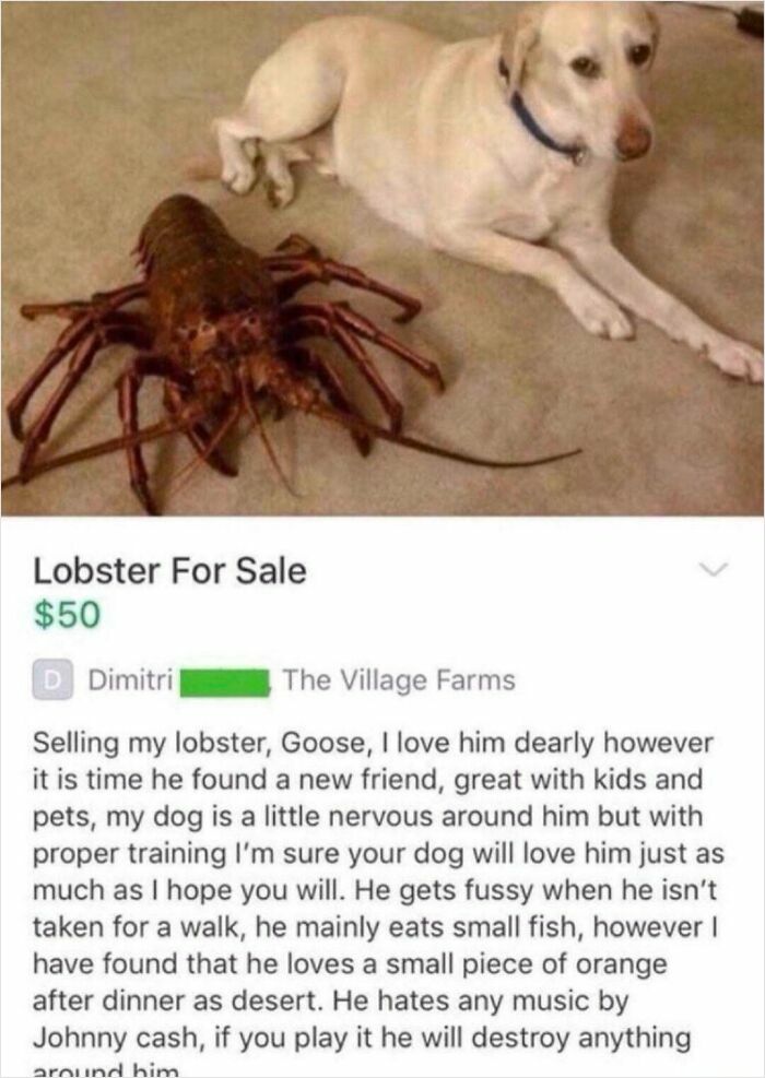 Dog lying beside a large lobster for sale, illustrating unhinged things people thought they could sell online.