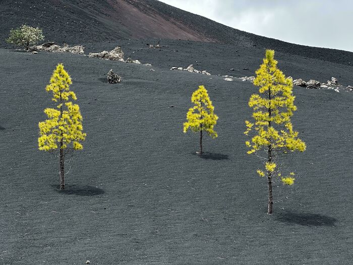 Three bright yellow trees growing on a black volcanic ash landscape, an unphotoshopped pic that looks fake but is real.