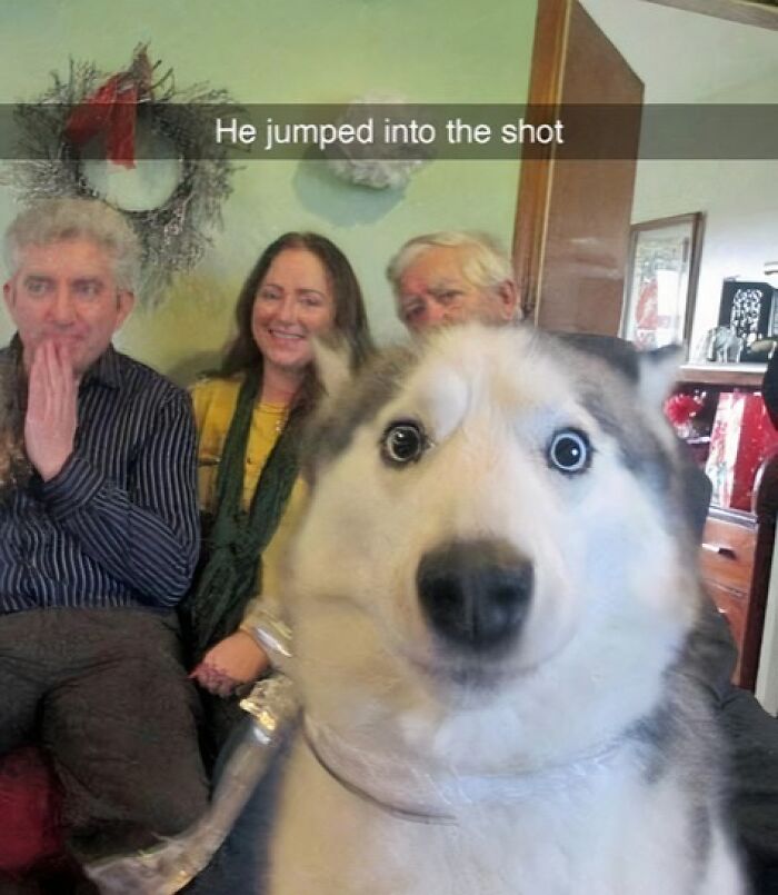 A funny pet photo of a dog unexpectedly jumping into a family picture, capturing the charm of our furry companions.