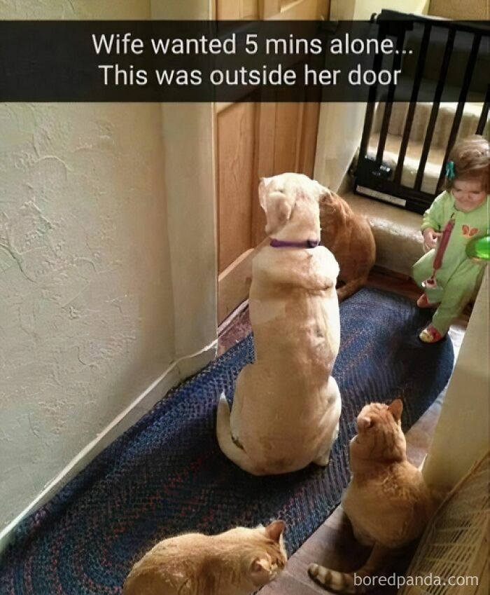 Dog and cats sitting outside a closed door waiting patiently, showcasing pets are love and furry companions.