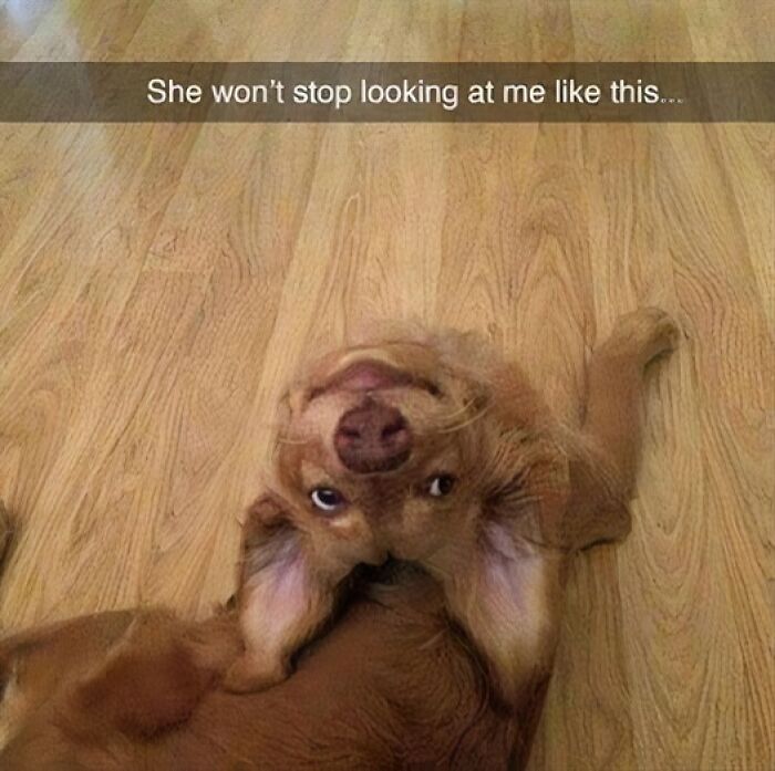 Dog lying on wooden floor looking upside down with a funny expression, showcasing pets are love and furry companions.
