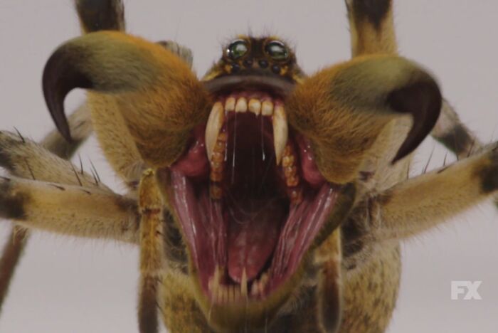 Close-up of a creepy spider with fangs wide open, creating a nightmare-inducing commercial effect.