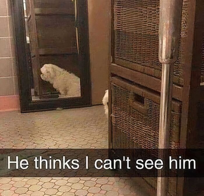 Small white dog hiding behind a wicker cabinet in a cozy room, showcasing funny pets are love moment.