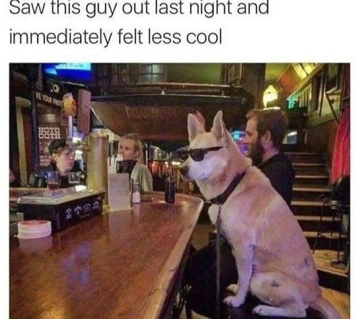 Dog wearing sunglasses sitting at a bar with people, humorously showing pets are love in a funny meme.