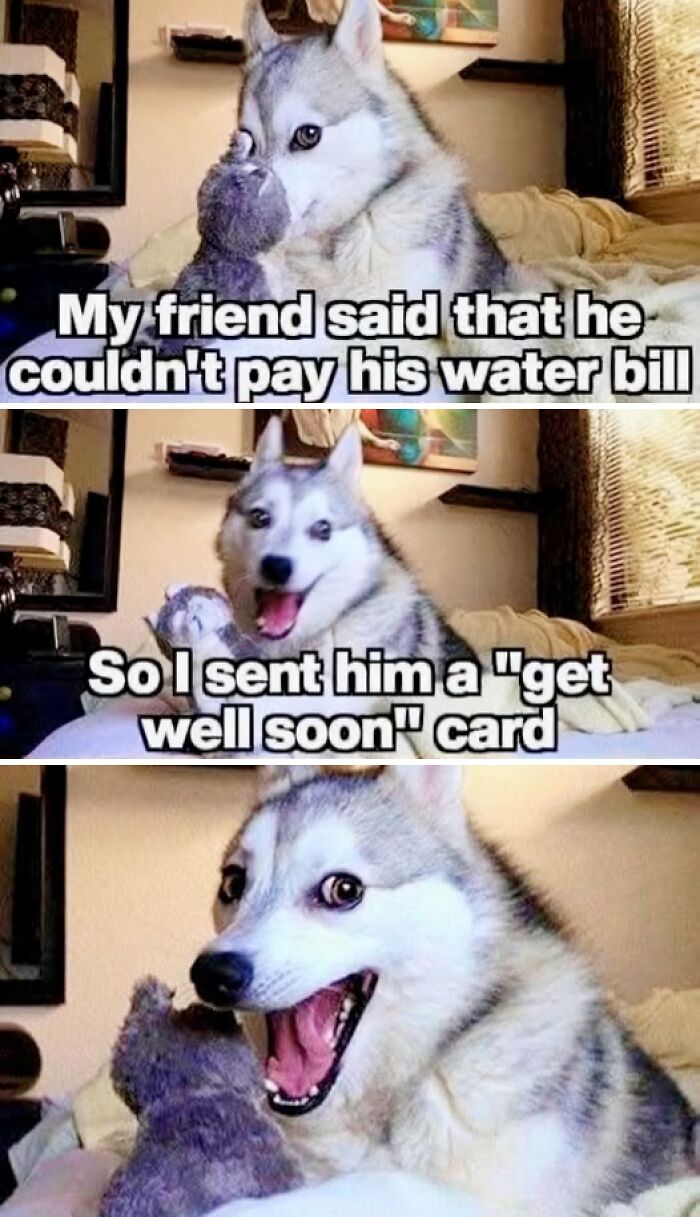 Husky with a stuffed toy delivering a hilariously cringy pun about a water bill and a get well soon card.