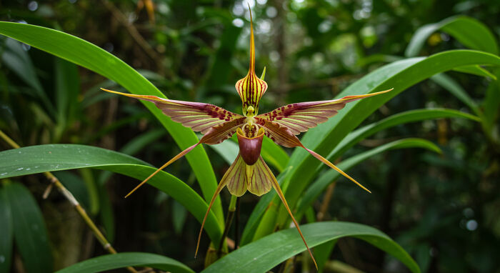 Flowers That Look Exactly Like Birds