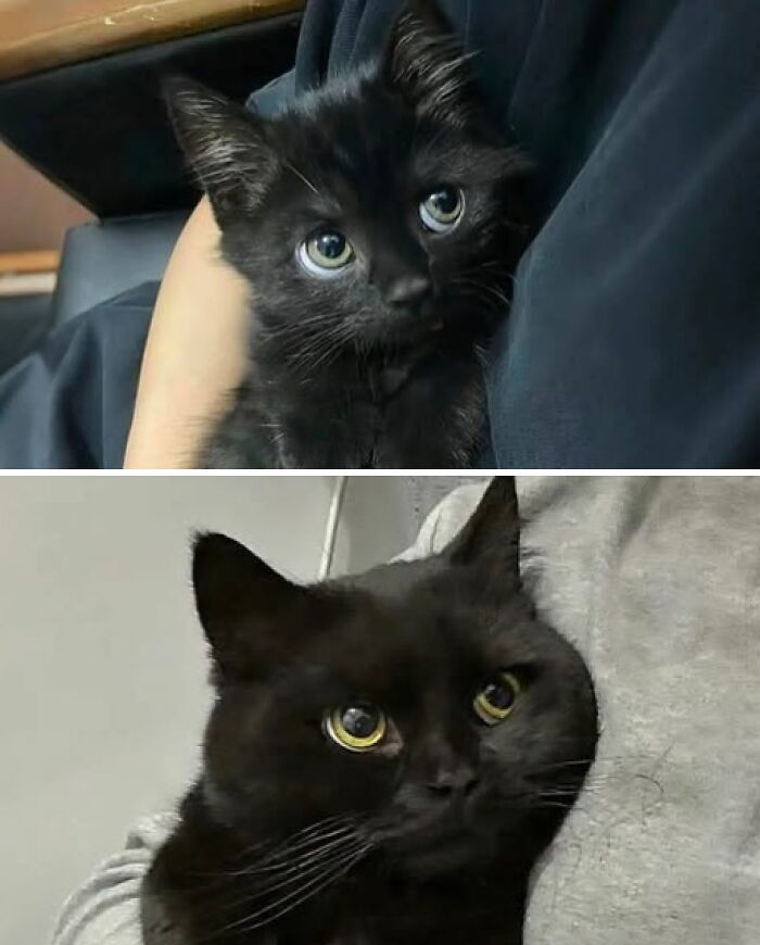 Two black cats with striking eyes being held, showcasing funny cute cat pictures with expressive faces and soft fur.