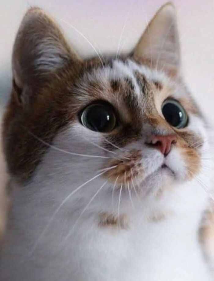 Close-up of a cute cat with big eyes and expressive face, perfect for a funny and cute cat pictures collection.