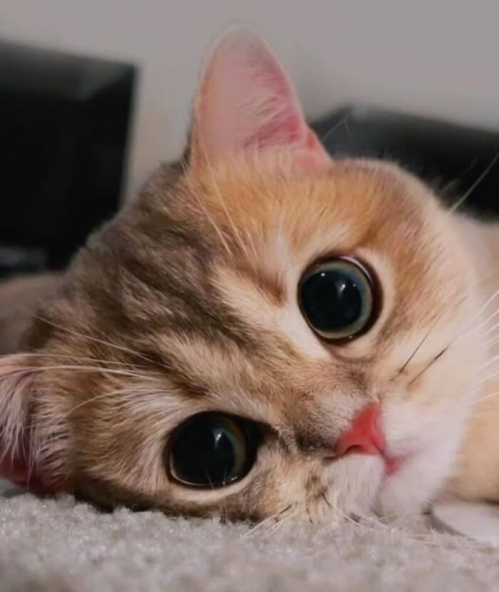 Close-up of a cute cat lying down with big wide eyes, showcasing a funny and adorable expression.