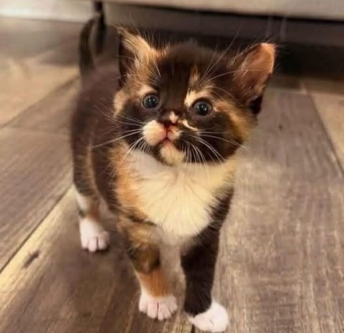 Cute kitten with a unique multicolor face and white paws standing on a wooden floor in a funny pose