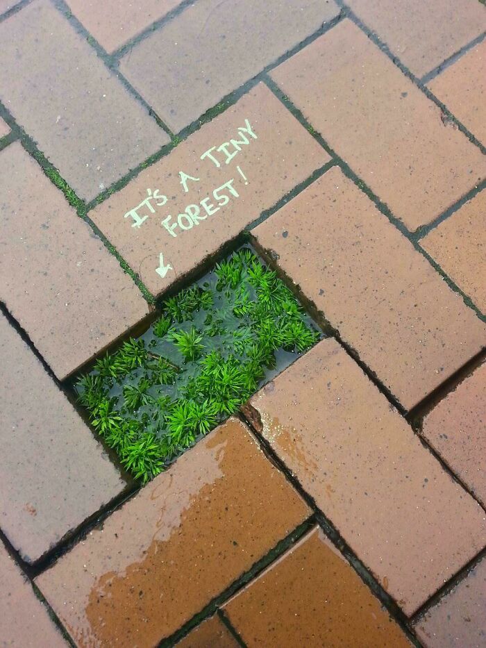 Green moss growing between wet bricks with chalk text pointing to it as a tiny forest in creative street art.