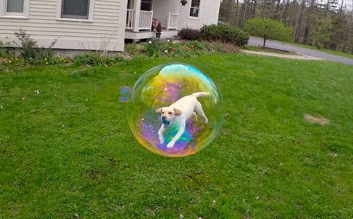 A dog captured inside a large iridescent bubble on a green lawn, showcasing unphotoshopped real moments.
