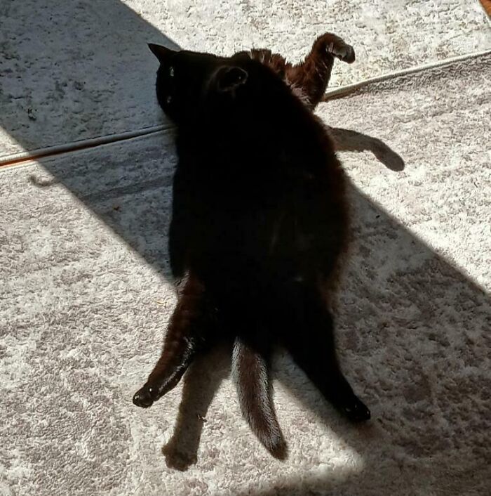 Black cat lying on carpet with shadow creating an optical illusion, an unphotoshopped pic that looks fake but is real.