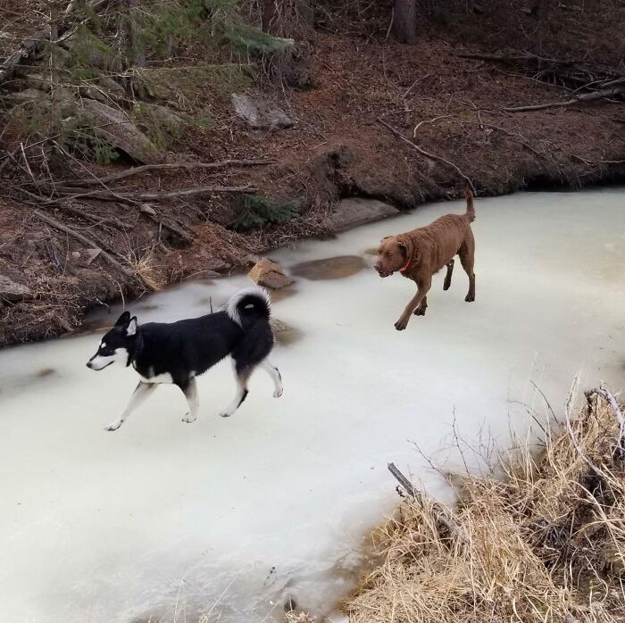 Two dogs walking on a frozen stream in a forest, an unphotoshopped pic that looks fake but is 100 percent real.