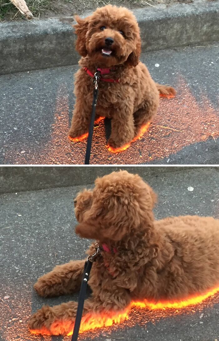 Unphotoshopped pics showing a fluffy brown dog with a glowing outline on pavement that looks fake but is real.