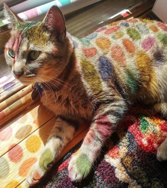 Cat covered in colorful light spots, an unphotoshopped pic that looks fake but is 100% real and freaks me out every time.