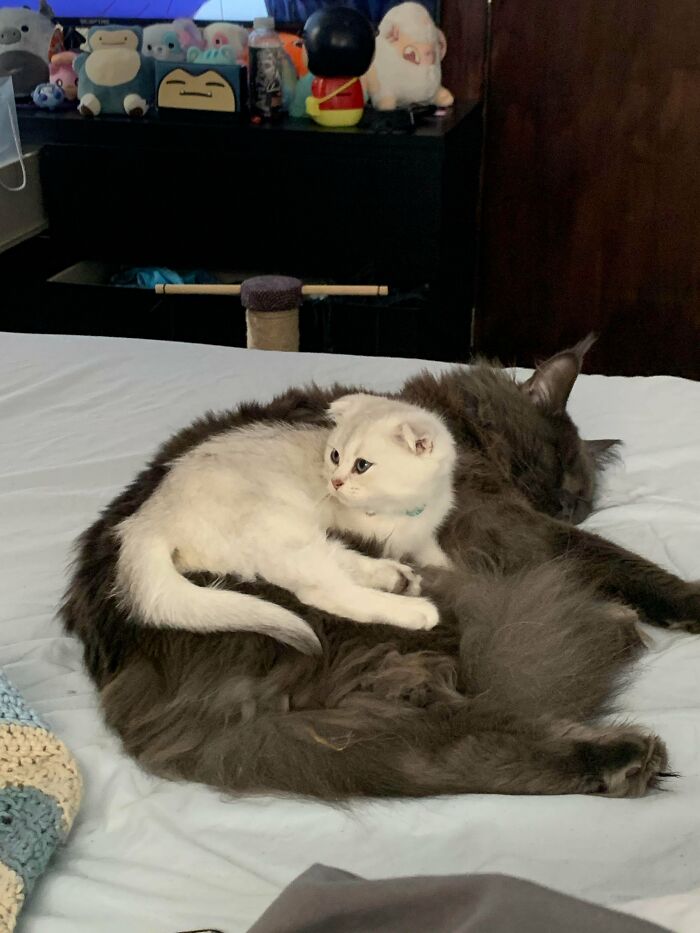 White kitten cuddling and resting on a larger gray cat, showcasing the cutest cats on cats in a cozy indoor setting.