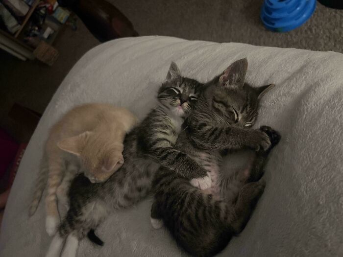 Three of the cutest cats cuddling and sleeping closely together on a soft white blanket in a cozy indoor setting