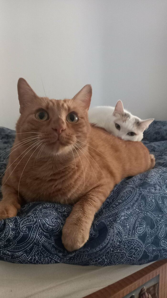 Two cute cats on cats, a ginger cat lying on a bed with a white cat resting on its back on a patterned blanket