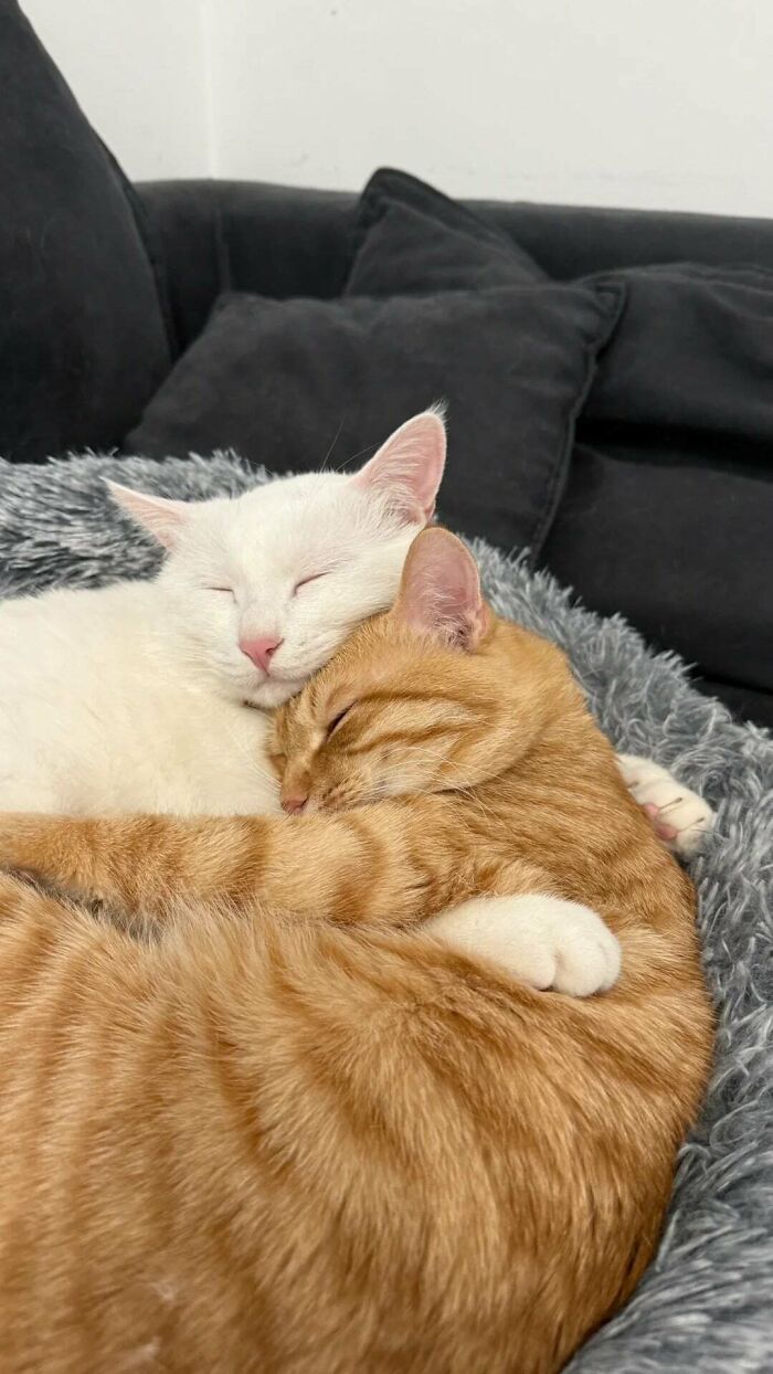 Two cute cats cuddling and sleeping together on a cozy blanket with black pillows in the background.
