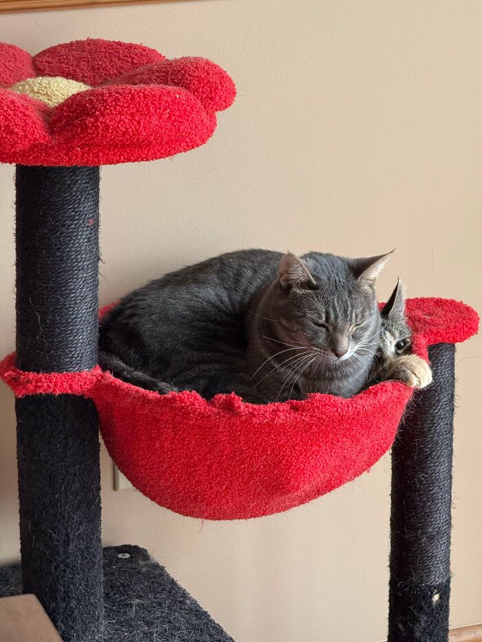 Two cute cats snuggling together in a red hammock on a black cat tree against beige wall background