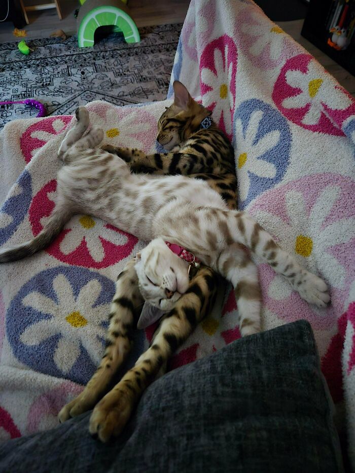 Two cute cats on cats sleeping cuddled together on a colorful floral blanket on a couch.
