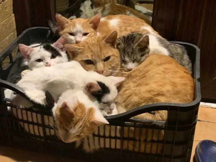A group of the cutest cats snuggling together inside a black basket, showing cozy and affectionate behavior.