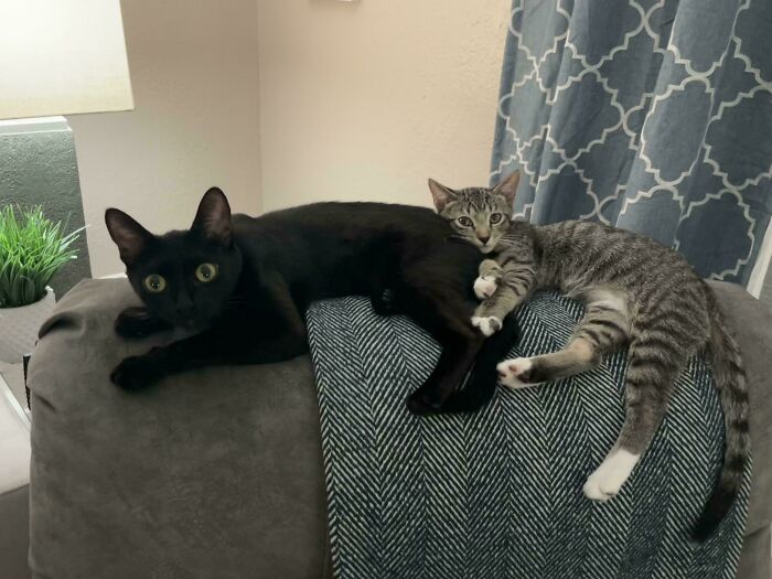Two cute cats on cats resting together on the back of a couch, one black and one gray tabby with white paws.