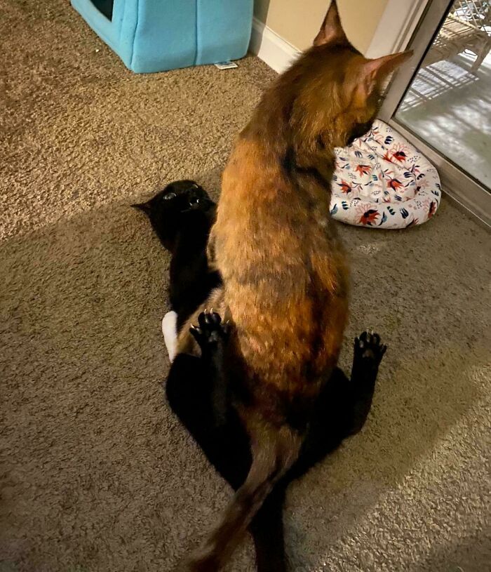 Two cute cats playfully interacting on a carpet near a cat bed and a sliding glass door.