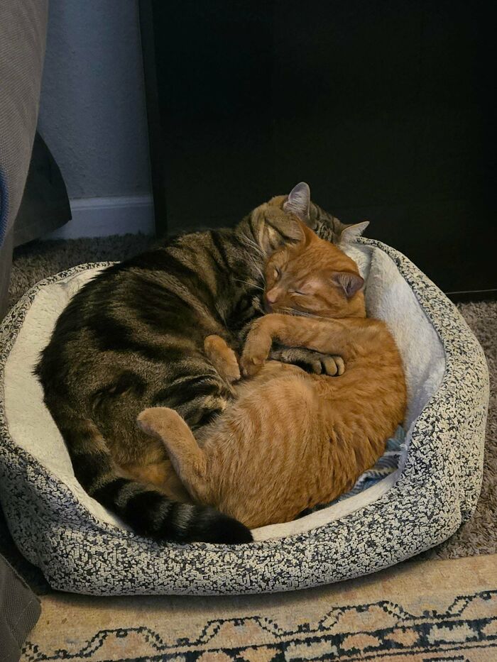 Two cute cats on cats cuddling and sleeping together in a cozy patterned pet bed indoors on carpet.