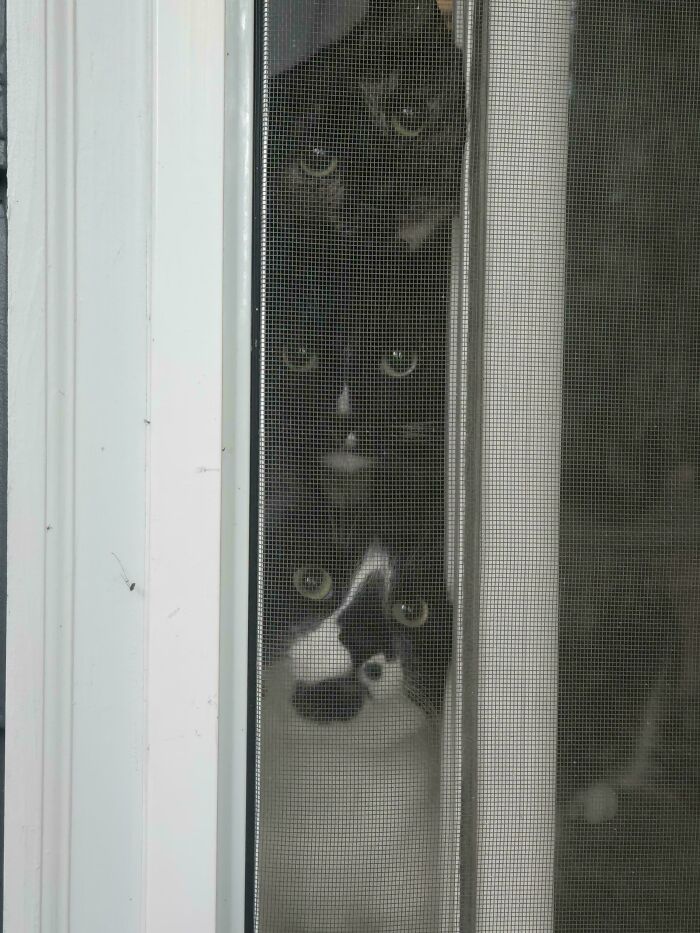 Several cute cats peeking through a window screen, showcasing adorable and curious faces for cutest cats on cats.