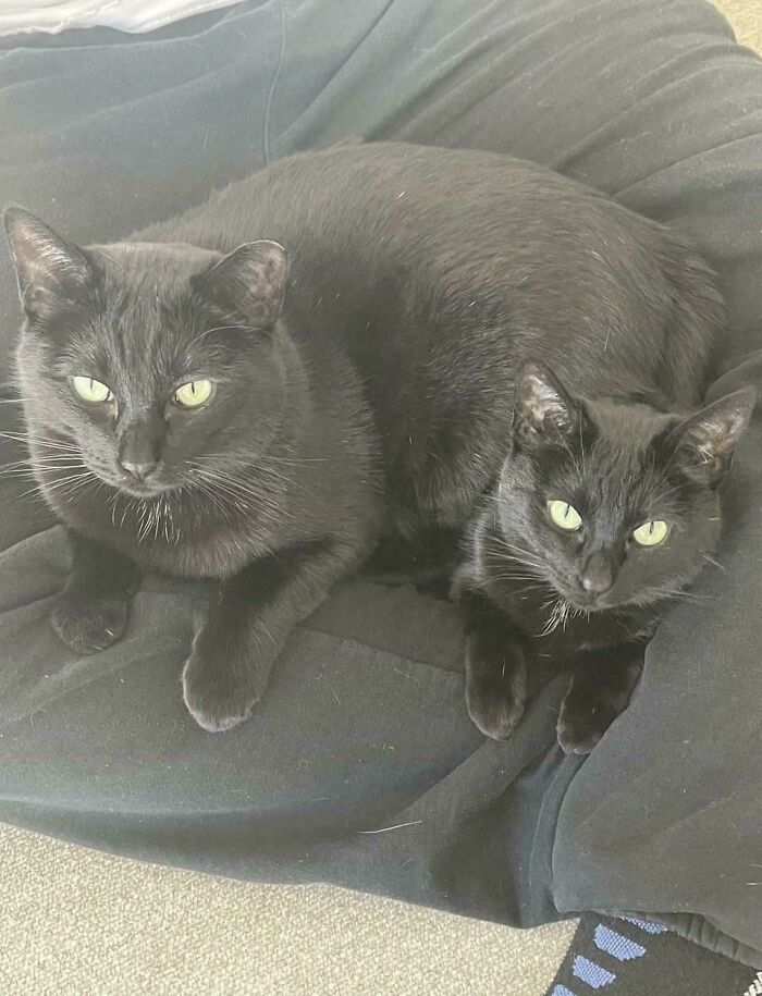 Two black cats with green eyes resting closely together on a dark fabric surface, showcasing the cutest cats on cats.