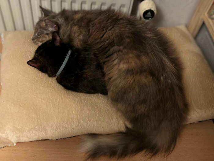 Two fluffy cats cuddling closely on a soft beige cushion, showcasing some of the cutest cats on cats.