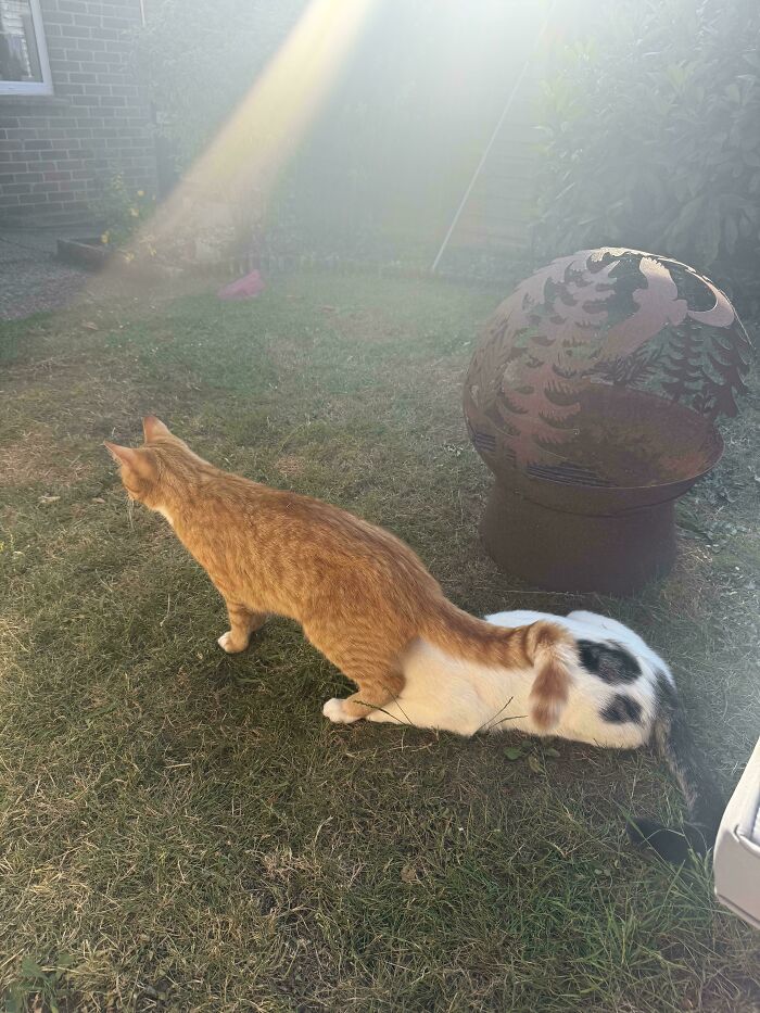Two cute cats on cats playfully positioned on the grass in a sunlit backyard near a decorative metal fire pit.