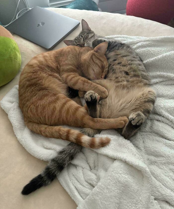 Two cute cats on cats cuddling and sleeping together on a white blanket in a cozy indoor setting.
